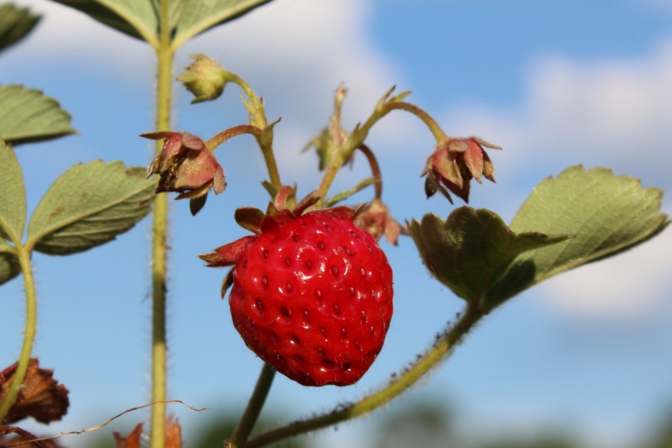 Frambozenaardbei Framberry®