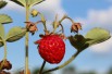 Fraise-framboise Framberry®