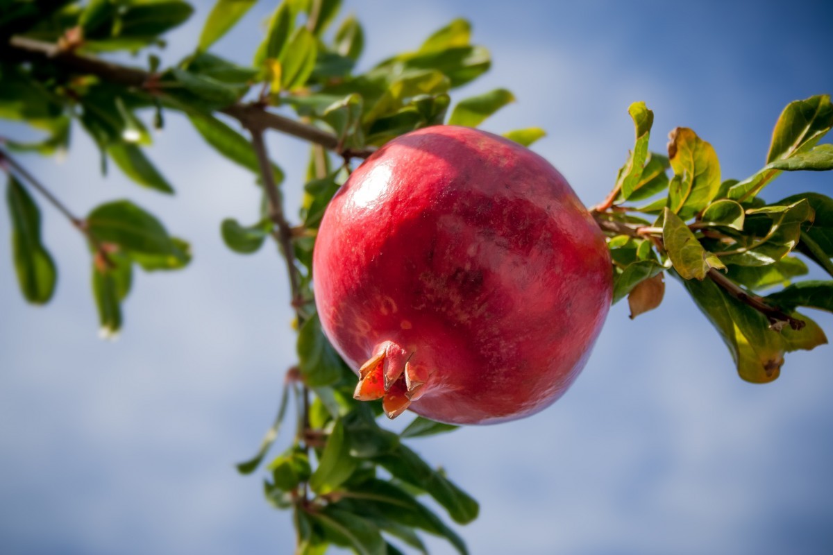 Grenadier à gros fruit Wonderful