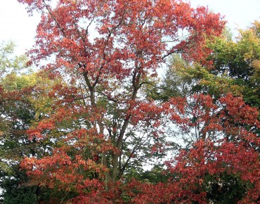 Northern red oak