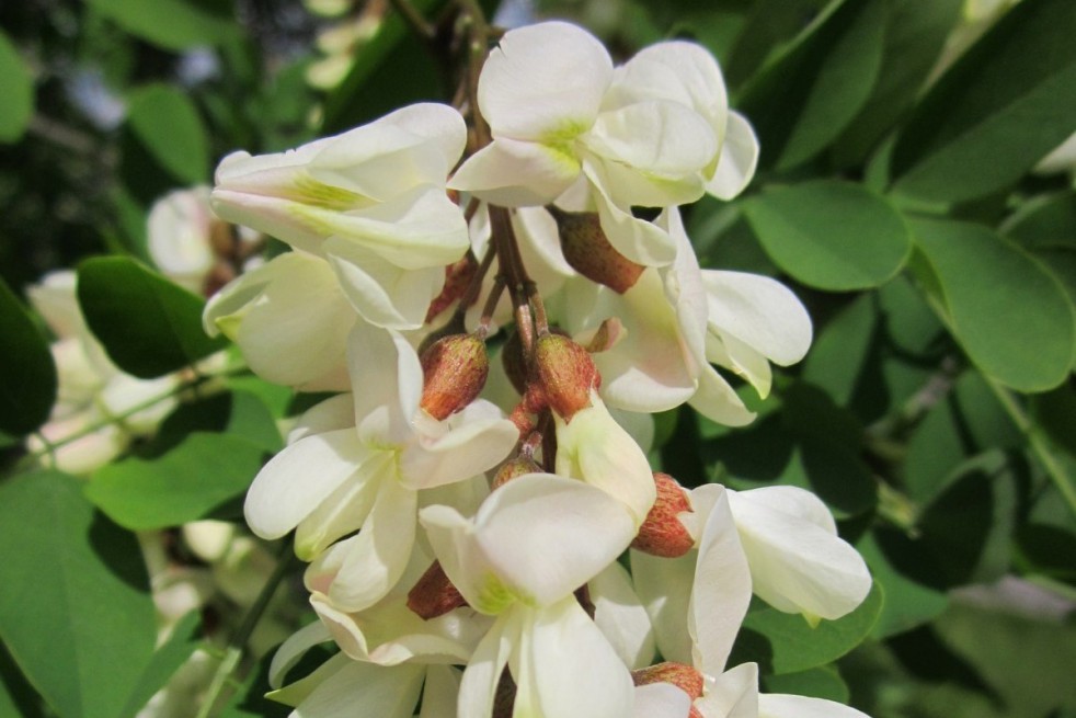 Acacia nain tortueux