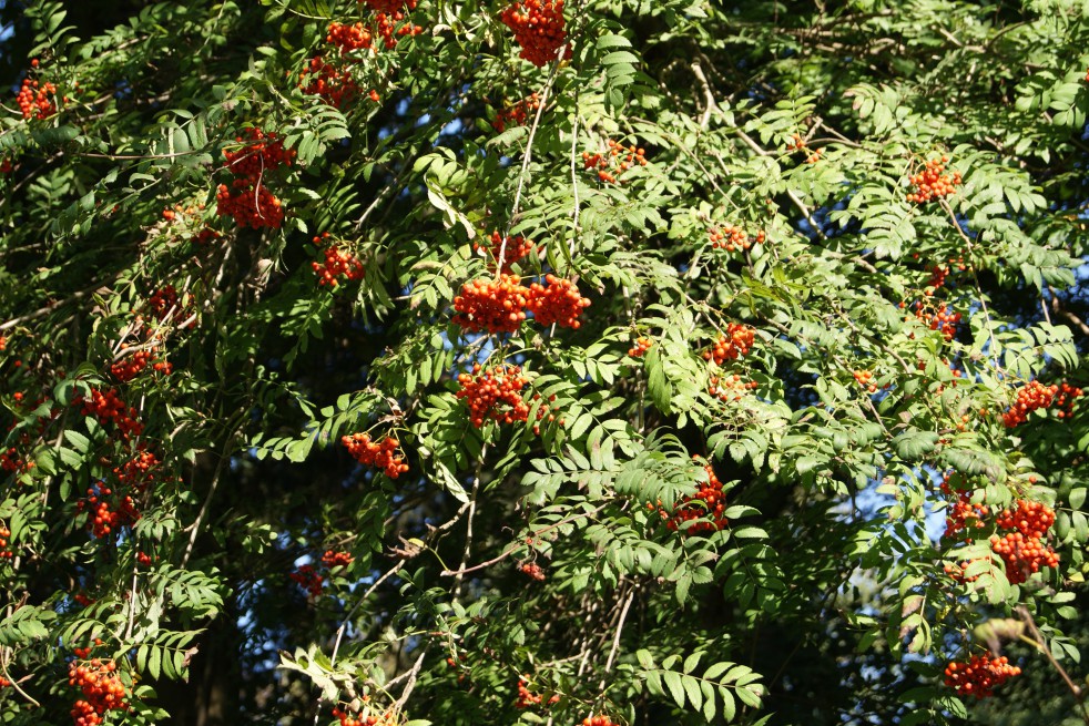 Eberesche - - Vogelbeere Sorbus Aucuparia