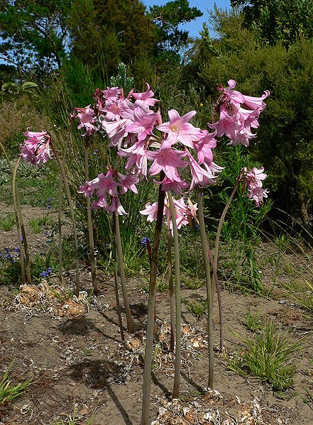 Belladonna lily