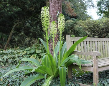 Eucomis pole-evansii (Boland F - Jardins-du-monde.be)