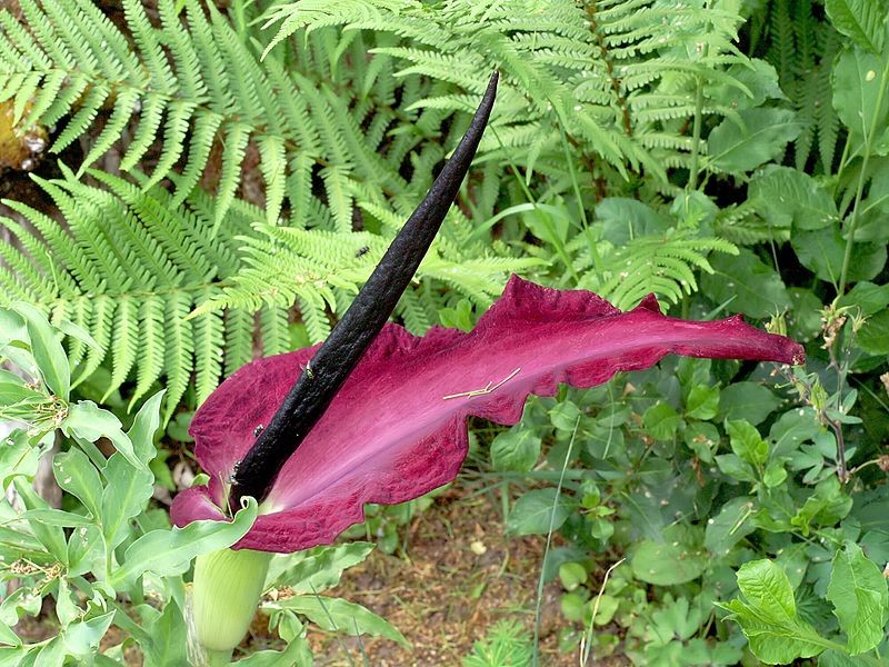 Dragon arum