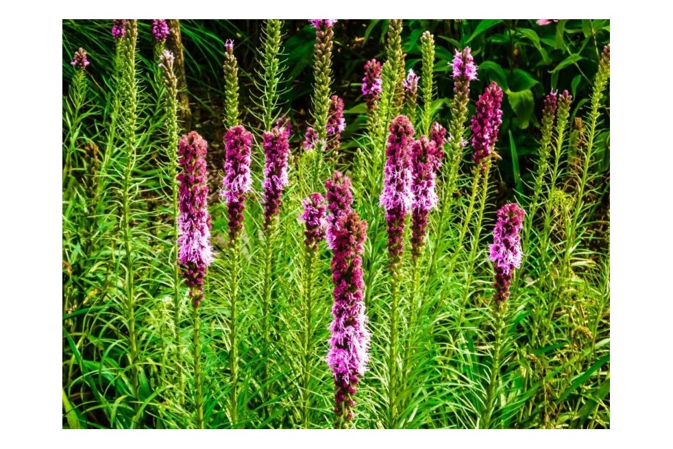 Plume du Kansas - Liatris spicata