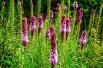 Dense blazing star - Liatris spicata