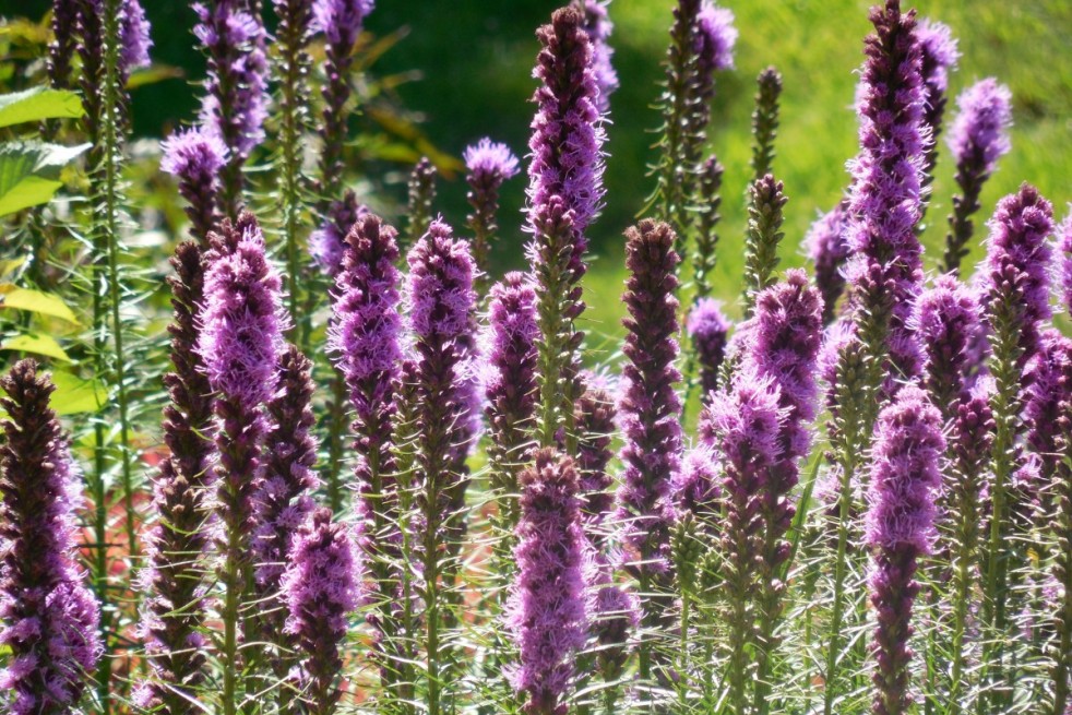 Plume du Kansas - Liatris spicata