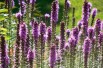 Dense blazing star - Liatris spicata