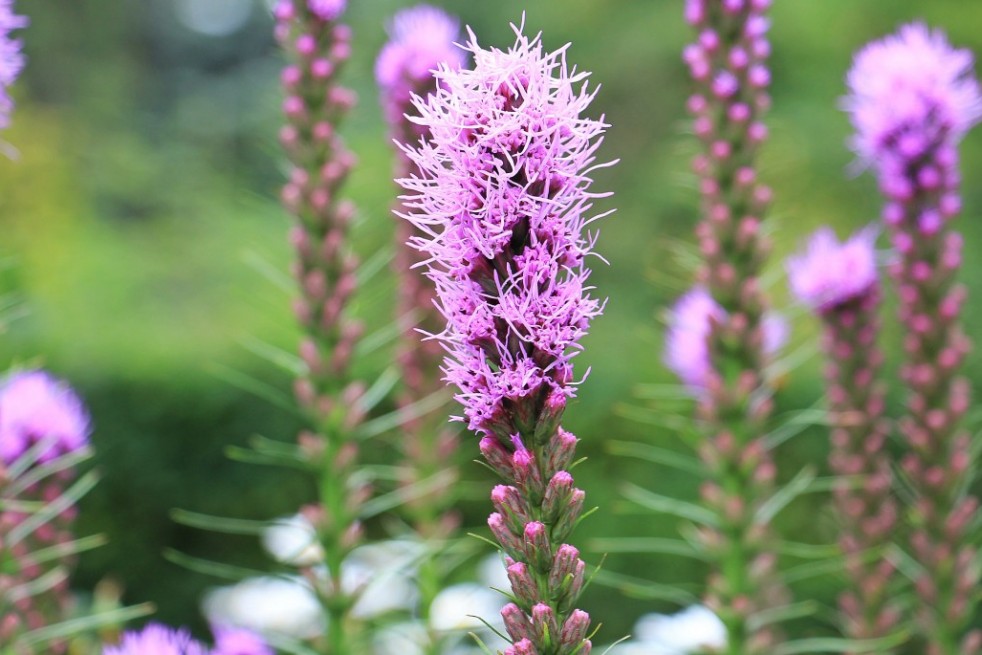 Dense blazing star - Liatris spicata