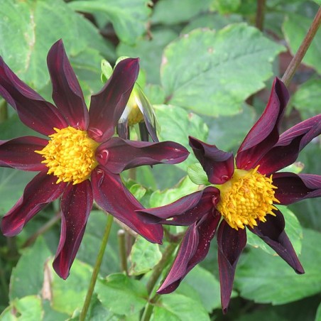 Dahlia Honka Dark