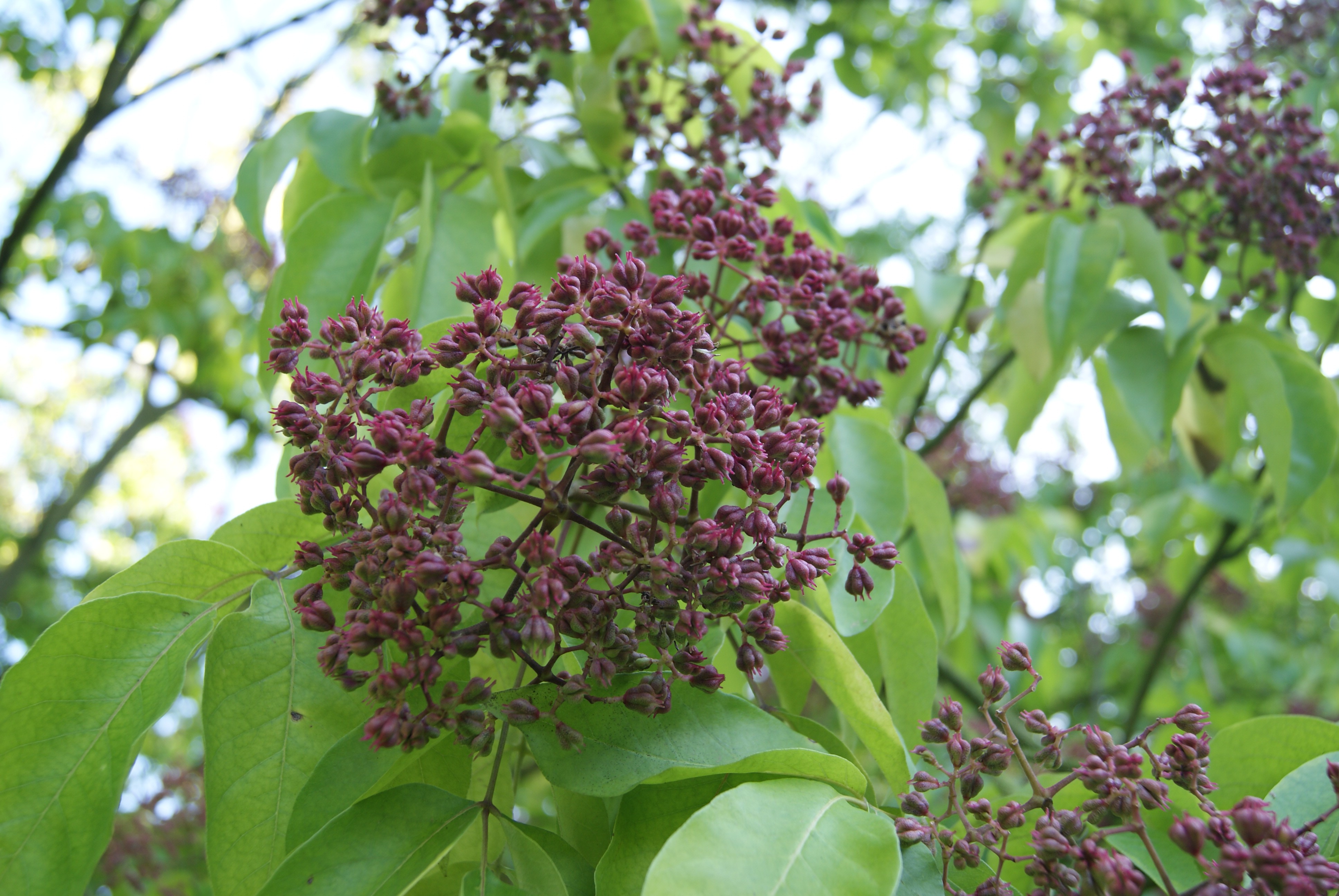 Bienenbaum (im 10 L Topf)