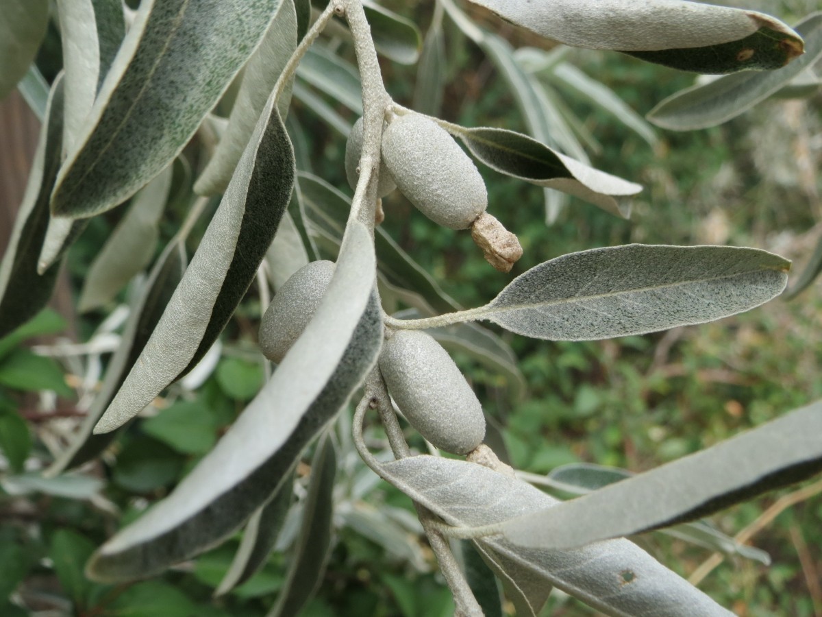 Russian-olive