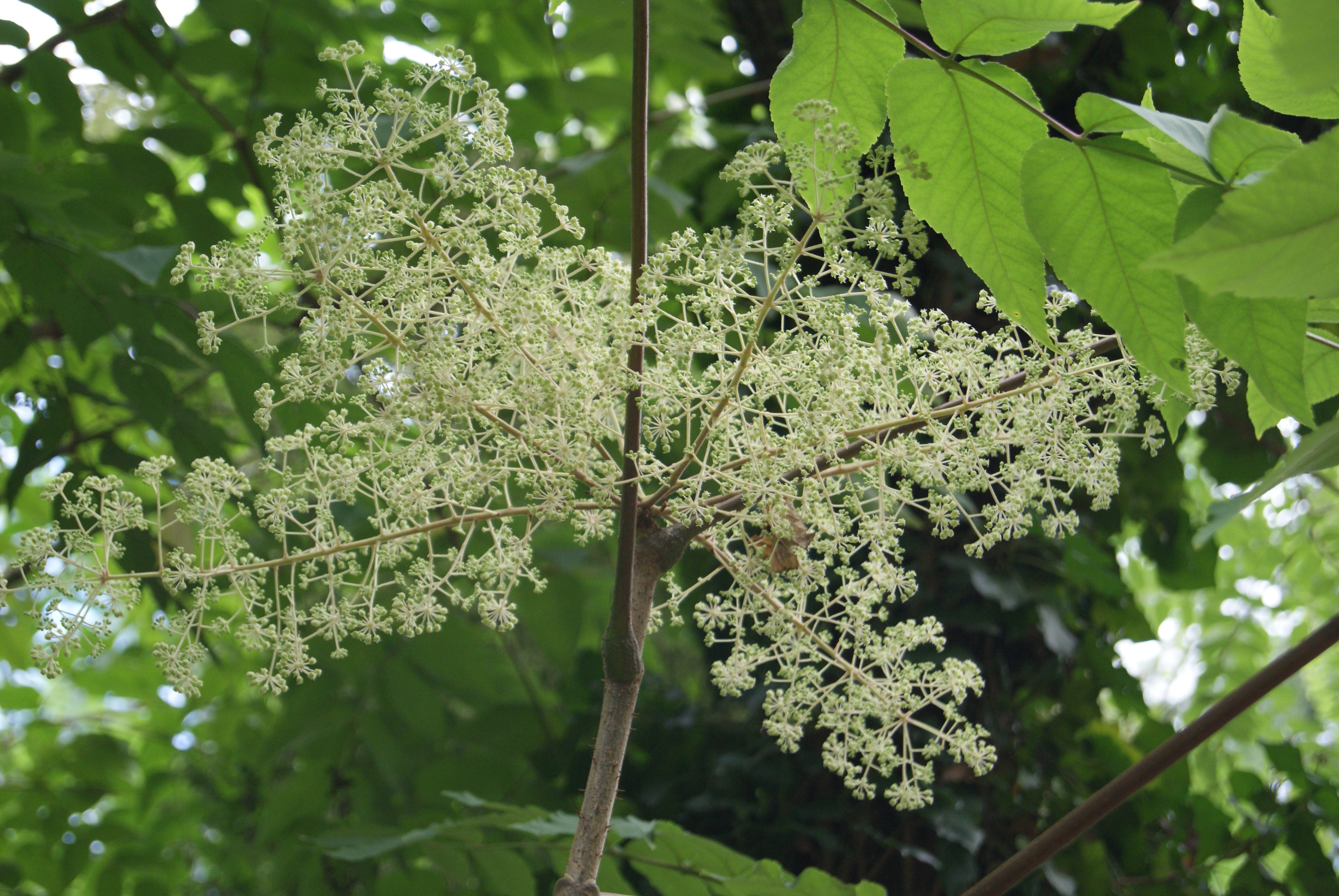 Bijenboom (pot van 10 liter)