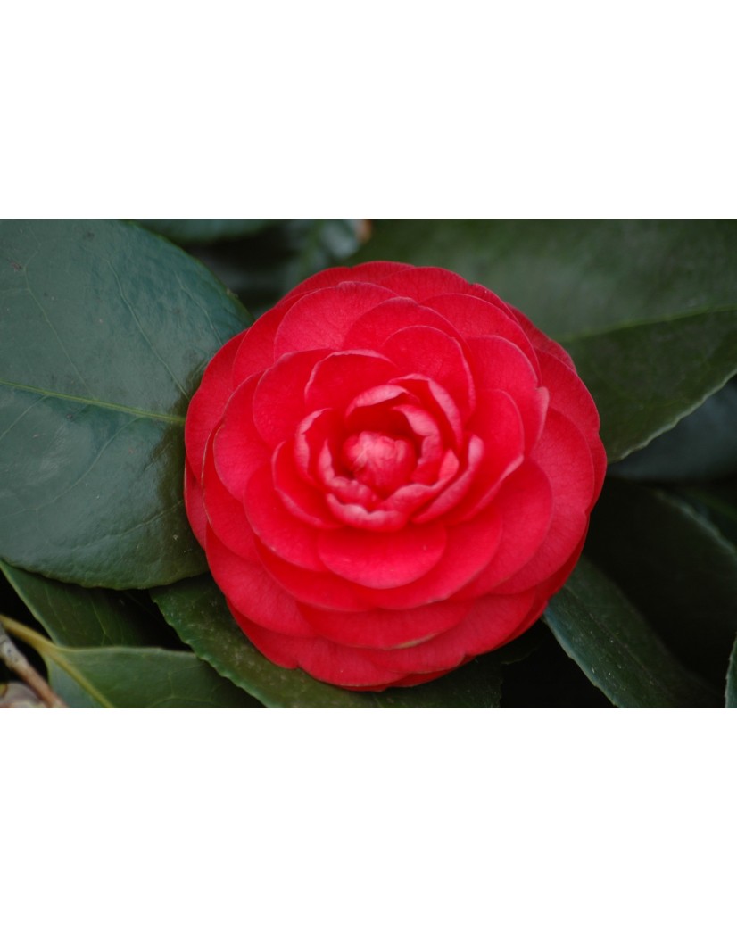 Camélia du Japon Margherita Coleoni-Camellia japonica Margherita Coleoni