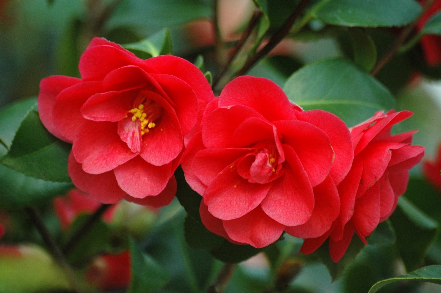 Camellia Mary Williams - Camellia reticulata Mary Williams