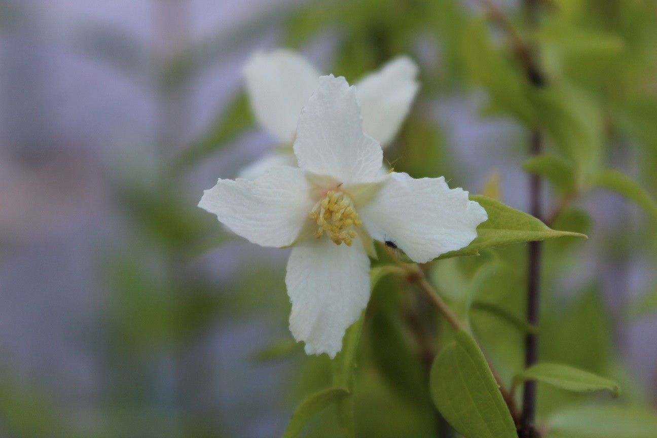 Gartenjasmin Dame Blanche