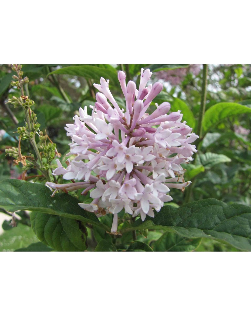 Hungarian lilac - Syringa Josikaea