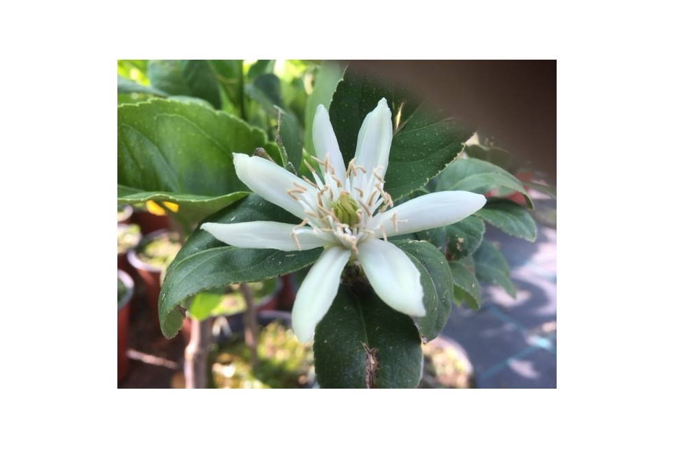 Citrus Medica Sarcodactylis-fleur-  Jardins du Monde.be