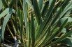 Yucca filamentosa Bright Edge - PumpkinSky, CC BY-SA 4.0, via Wikimedia