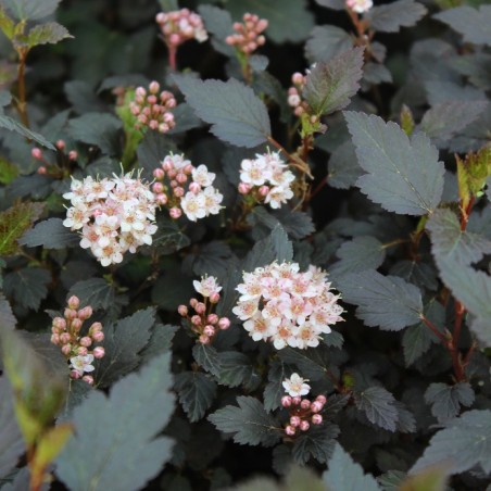 Ninebark Little Joker - Physocarpus opulifolius Little Joker®