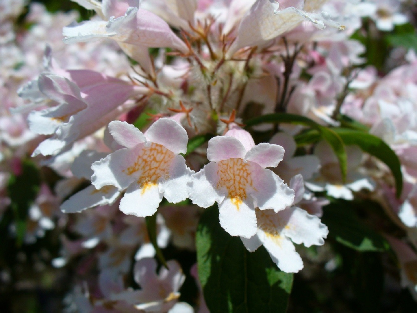 Buisson de beauté