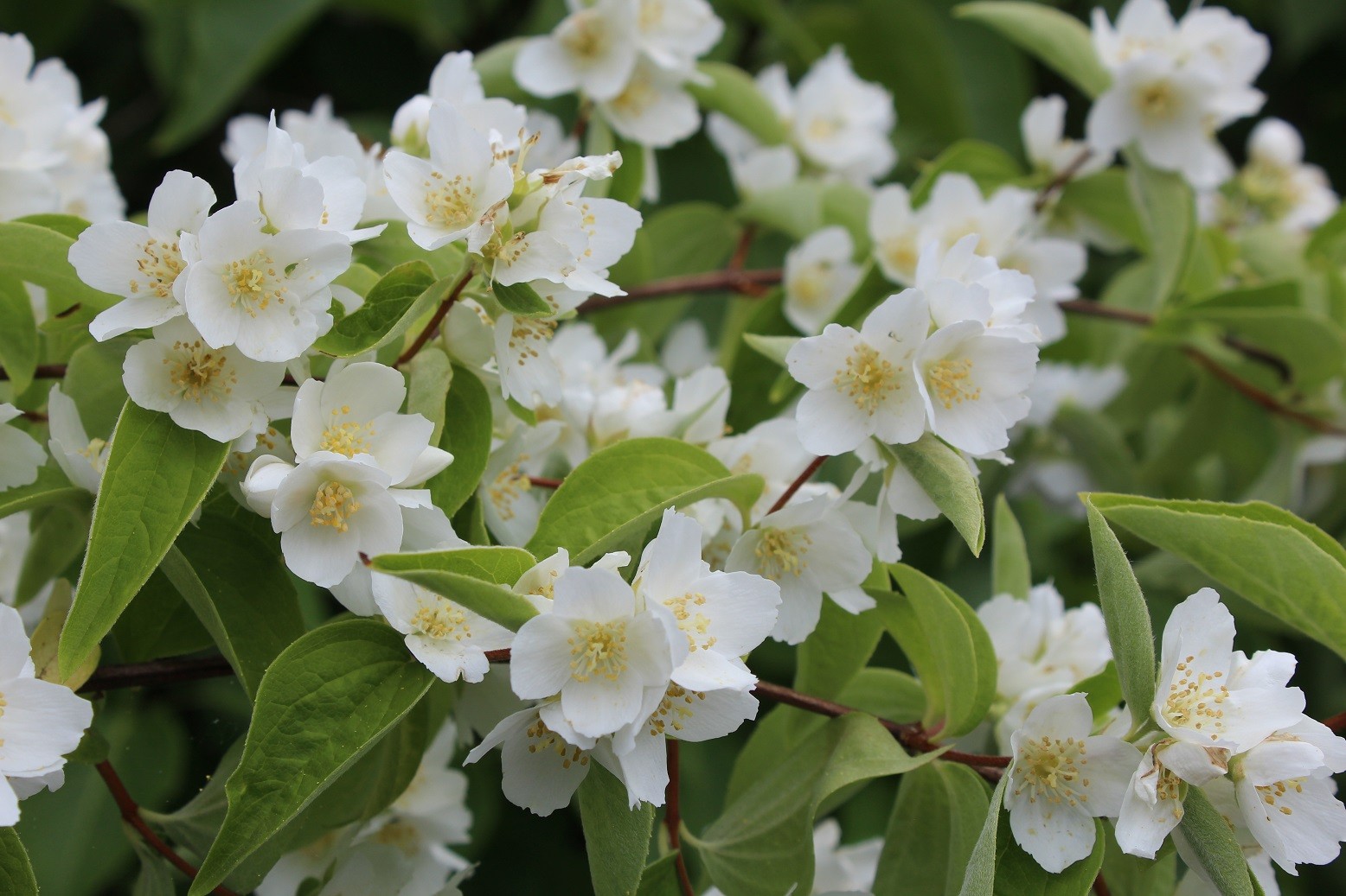 Gartenjasmin Lemoinei