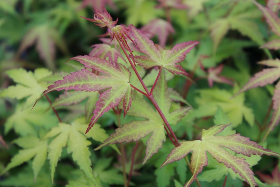 Acer Palmatum Katsura - Jardins du Monde.be