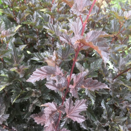 Physocarpus Opulifolius Red Baron