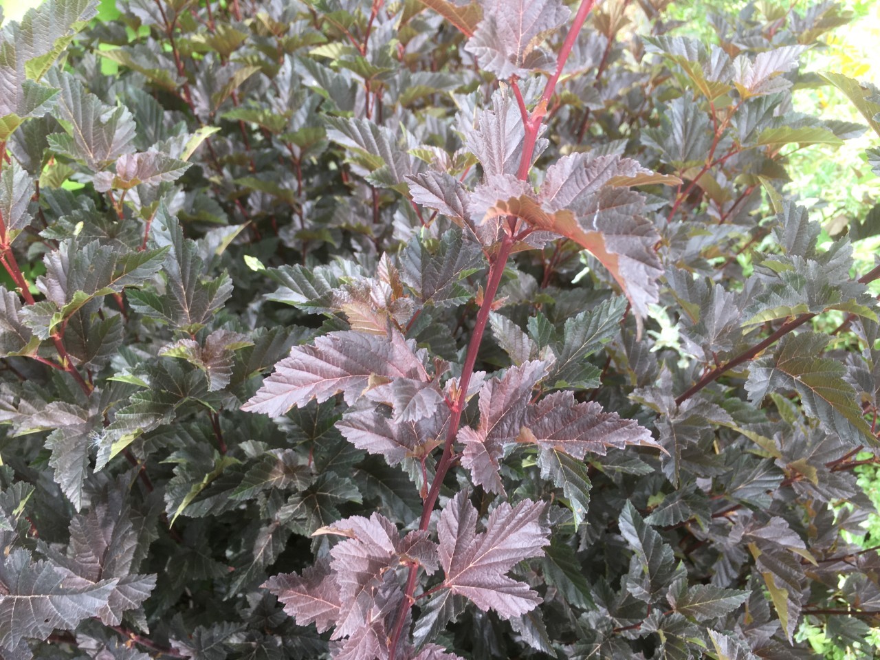 Physocarpe à feuilles d'Obier Red Baron