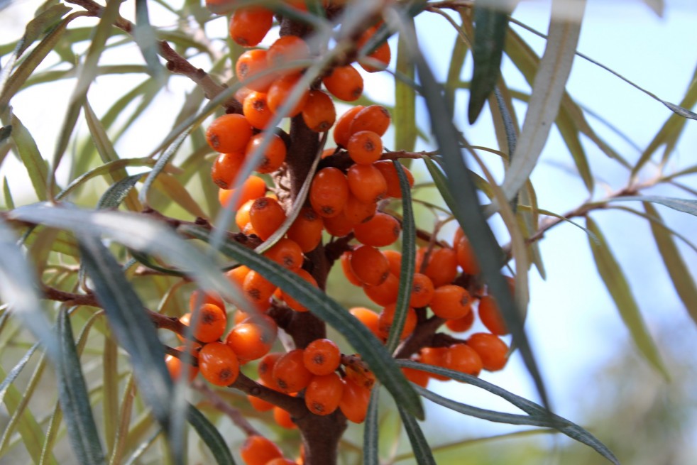 Hippophae rhamnoides Hergo - Jardins du Monde.be