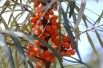 Hippophae rhamnoides Hergo - Jardins du Monde.be