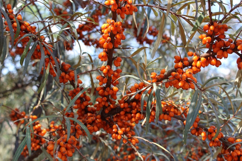 Hippophae rhamnoides Hergo - Jardins du Monde.be