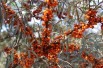 Hippophae rhamnoides Hergo - Jardins du Monde.be