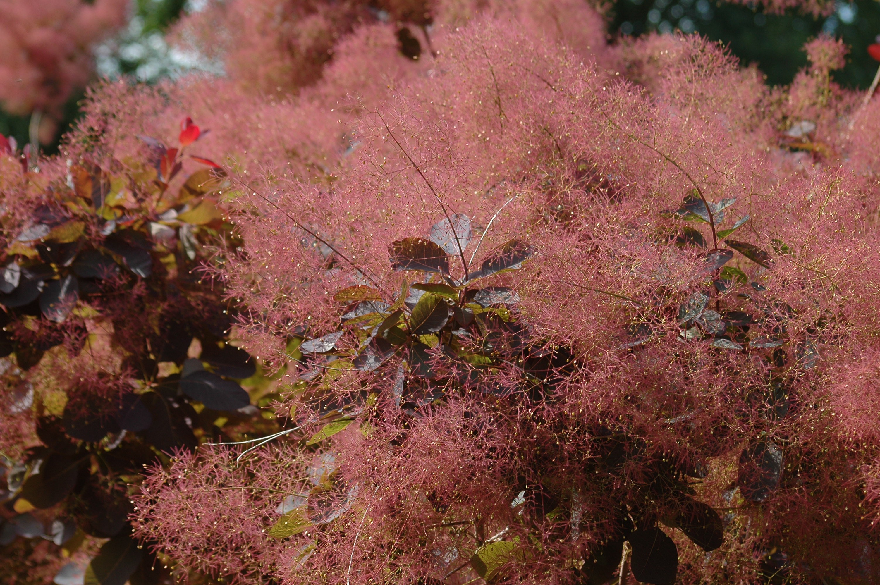 Roter Perückenstrauch Royal Purple