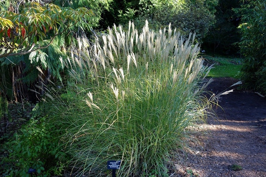 Evergreen miscanthus