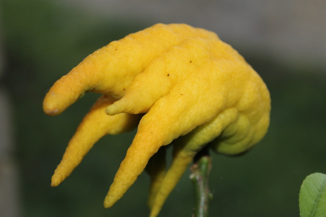 Zitronenbaum Buddhas Hand