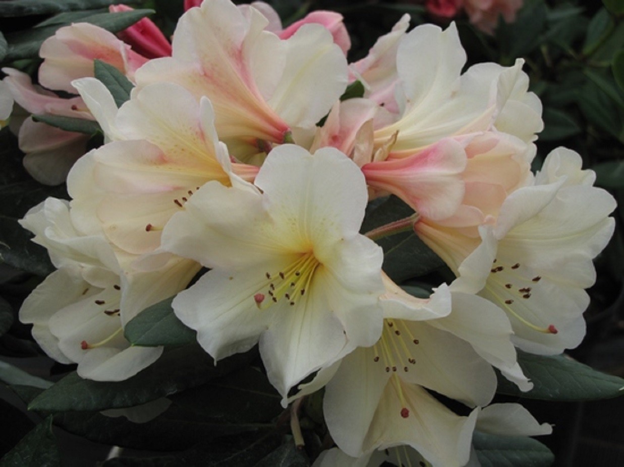 Rhododendron Azimut