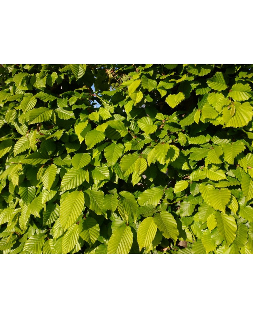 Graines de Hêtre commun - Semences de Fagus Sylvatica