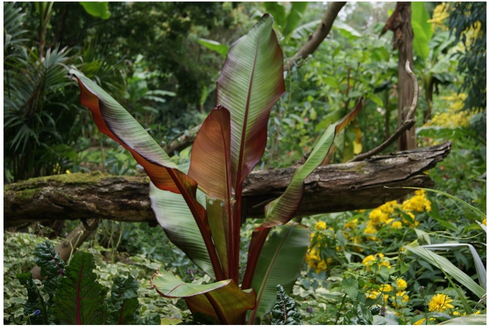 Musa Ventricosum Maurelii. Jardins du Monde.be