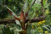 Musa Ventricosum Maurelii. Jardins du Monde.be