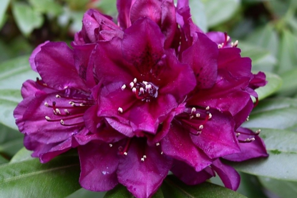 Rhododendron Polarnacht