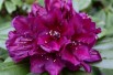 Rhododendron Polarnacht