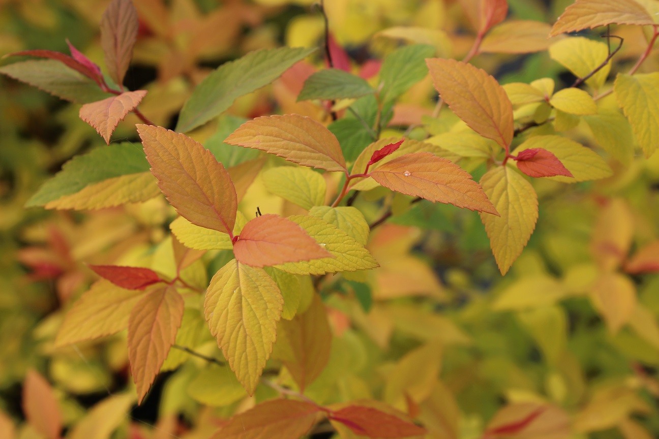 Spirée japonaise Goldflame