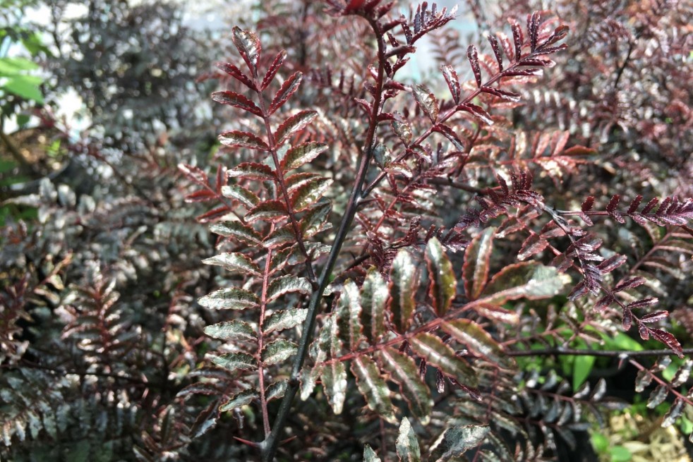 Zanthoxylum piperitum POIVRIER DE SICHUAN (plante)