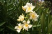 Nerium Oleander Marie gambetta - Jardins du Monde.be