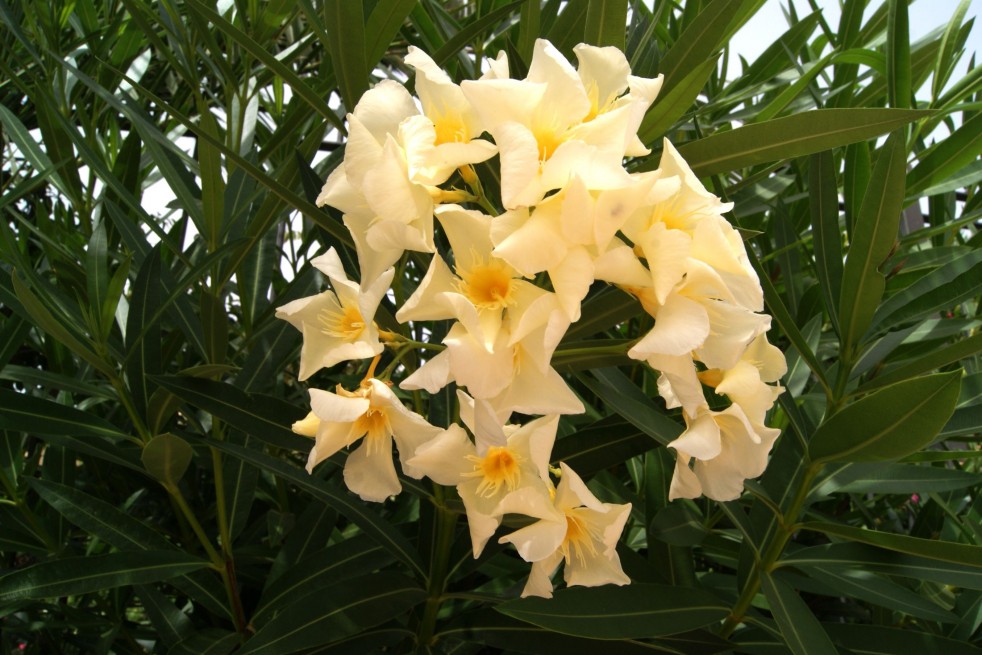 Nerium Oleander Marie gambetta - Jardins du Monde.be