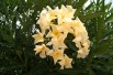 Nerium Oleander Marie gambetta - Jardins du Monde.be