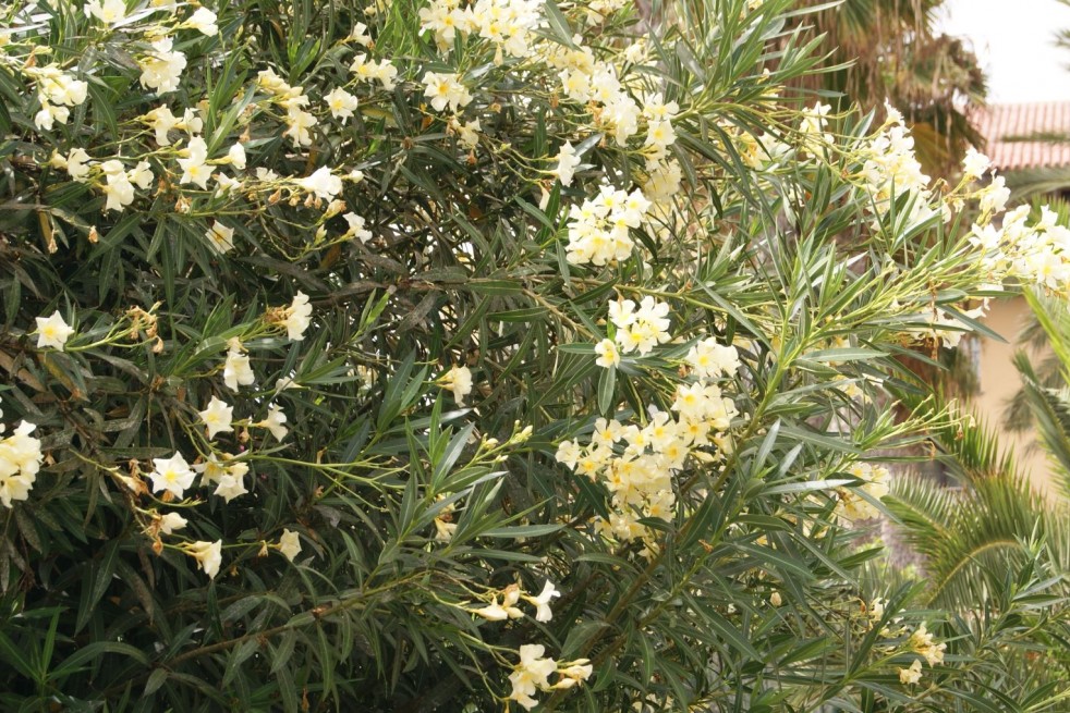 Nerium Oleander Marie gambetta - Jardins du Monde.be