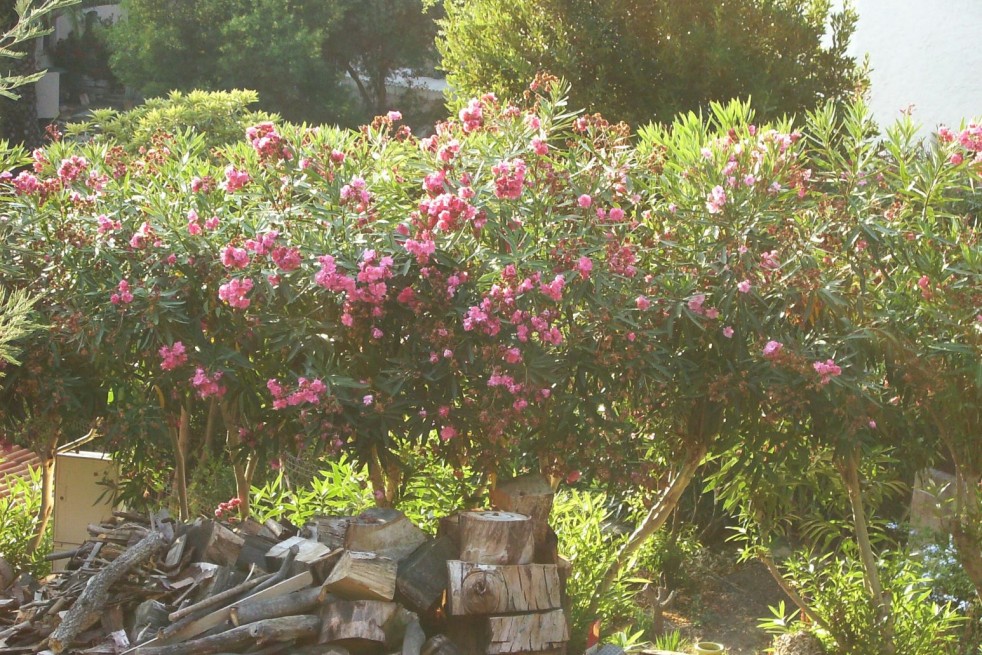 Nerium Oleander Cavalaire - Jardins du Monde.be